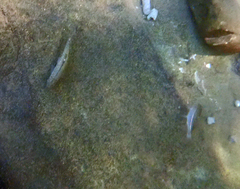 Gasterosteus aculeatus