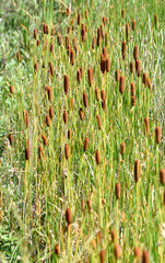 Typha laxmannii