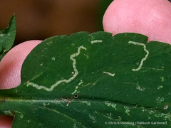 Ophiomyia asterovora