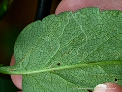 Ophiomyia asterovora
