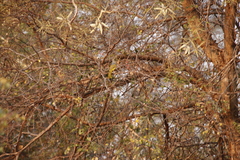 Senegalia nigrescens