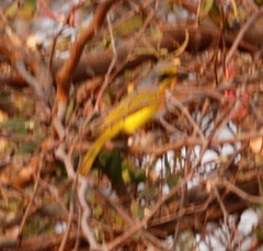 Telophorus sulfureopectus