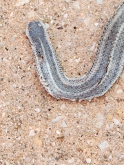 Tropidoclonion lineatum