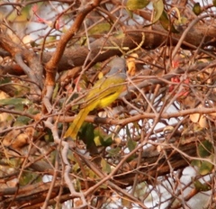 Telophorus sulfureopectus