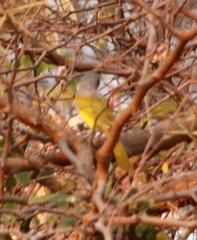 Telophorus sulfureopectus