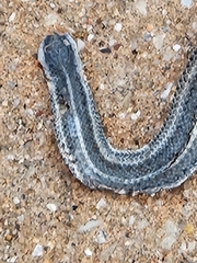 Tropidoclonion lineatum