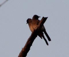 Pycnonotus barbatus tricolor