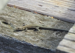 Podarcis virescens