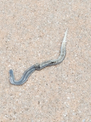 Tropidoclonion lineatum