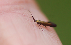 Coleophora deauratella