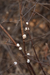 Ceroplastes