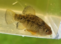 Cyprinodon variegatus