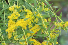 Solidago altissima
