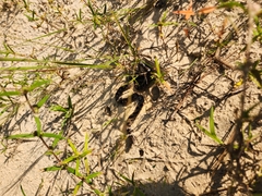 Lampropeltis calligaster