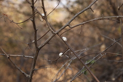 Ceroplastes