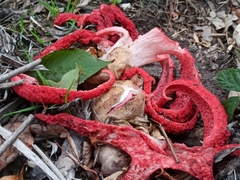 Clathrus archeri