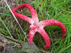 Clathrus archeri