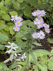 Symphyotrichum firmum