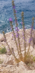 Campanula pyramidalis