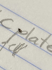 Anthocoridae