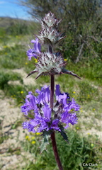 Salvia carduacea