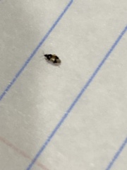Anthocoridae