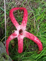 Clathrus archeri