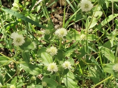Gomphrena nitida