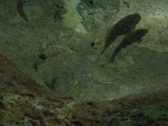 Parablennius sanguinolentus