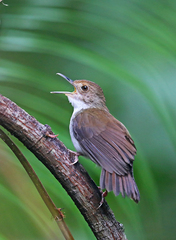 Pellorneum rostratum