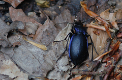 Carabus problematicus