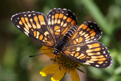 Chlosyne definita