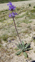 Salvia carduacea