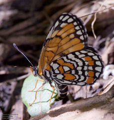 Chlosyne definita