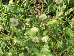 Gomphrena nitida