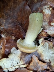 Russula virescens