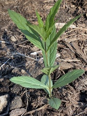 Veronicastrum virginicum