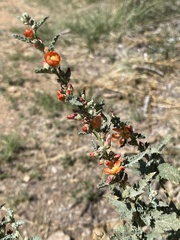 Sphaeralcea angustifolia
