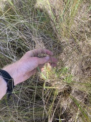 Carex lasiocarpa
