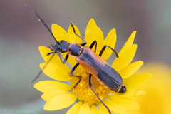Chauliognathus limbicollis