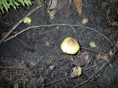 Tricholoma equestre