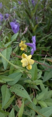 Vigna luteola