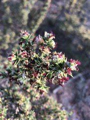 Cliffortia ruscifolia