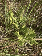 Thelypteris palustris