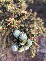 Cliffortia ruscifolia