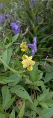 Vigna luteola