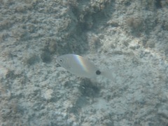 Diplodus sargus