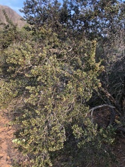 Cliffortia ruscifolia