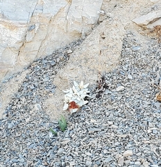 Atriplex leucophylla