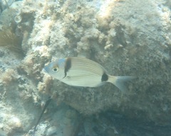 Diplodus vulgaris